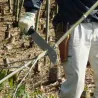 Machete japonés Silky Yoki